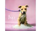 Adopt Bryce a Labrador Retriever / Mixed Breed (Medium) / Mixed dog in Carthage