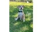 Adopt Zion a Labrador Retriever / Mixed Breed (Medium) / Mixed dog in Carthage