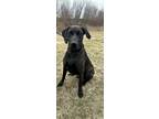 Adopt Gabriel a Black Doberman Pinscher / Rottweiler / Mixed (short coat) dog in