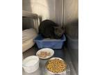 Adopt Wolfie a Gray or Blue Domestic Shorthair / Mixed Breed (Medium) / Mixed