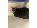 Adopt Harley a Gray or Blue Domestic Shorthair / Domestic Shorthair / Mixed cat