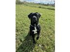 Adopt Clyde a Black Mastiff / Mixed Breed (Medium) / Mixed (short coat) dog in