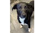 Adopt Aphrodite a Black Mixed Breed (Medium) / Mixed dog in Jackson