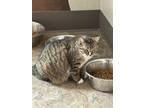 Adopt Hazel a Brown Tabby Domestic Shorthair / Domestic Shorthair / Mixed cat in