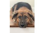 Adopt Ted a Black - with Brown, Red, Golden, Orange or Chestnut German Shepherd