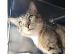 Adopt Stitch a Domestic Shorthair / Mixed (short coat) cat in Staten Island