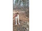 Adopt Jerry a White - with Brown or Chocolate Foxhound / Mixed dog in Laurel