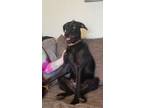 Adopt Rue a Black Poodle (Standard) / Staffordshire Bull Terrier / Mixed dog in