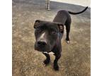 Adopt Hana* a American Pit Bull Terrier / Mixed dog in Pomona, CA (40877975)