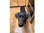 Adopt Cora a Black - with Gray or Silver Labrador Retriever / Mixed dog in