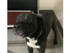 Adopt Bob* a Labrador Retriever / Pit Bull Terrier / Mixed dog in Pomona