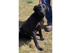 Adopt EMBER a Black Labrador Retriever / Mixed dog in Clinton, NC (41346776)