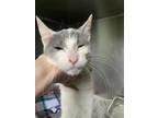 Adopt Julie a White Domestic Shorthair / Domestic Shorthair / Mixed (short coat)