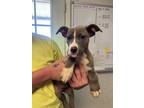 Adopt Sabrina a Gray/Blue/Silver/Salt & Pepper Pit Bull Terrier dog in