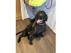Adopt Gracie a Black Labrador Retriever / Mixed dog in Opelousas, LA (41346880)