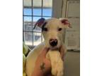Adopt Guy a White - with Black Pit Bull Terrier dog in Opelousas, LA (41346875)
