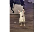 Adopt Apollo a White - with Brown or Chocolate Husky / Mixed dog in Colorado