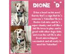 Adopt Dione "D" KA a White - with Red, Golden, Orange or Chestnut Australian
