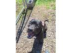 Adopt Midnight a Brown/Chocolate - with White Cane Corso / Mixed dog in