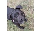 Adopt Sapphire a Brown/Chocolate - with White Cane Corso / Mixed dog in