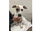 Adopt Bolt a White Terrier (Unknown Type, Small) / Mixed dog in Baton Rouge