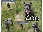Adopt Zoe a Gray/Blue/Silver/Salt & Pepper American Pit Bull Terrier / Mixed dog