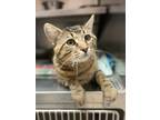 Adopt Bruce a Brown or Chocolate Domestic Shorthair / Domestic Shorthair / Mixed