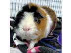 Adopt Porg a White Guinea Pig / Guinea Pig / Mixed (short coat) small animal in