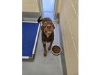 Adopt Fondue a Brown/Chocolate Doberman Pinscher / Mixed Breed (Medium) / Mixed