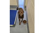 Adopt Fondue a Brown/Chocolate Doberman Pinscher / Mixed dog in Silver Springs