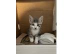 Adopt Lulu a Gray or Blue American Wirehair / Mixed (short coat) cat in