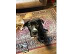 Adopt Sweetie a Black - with White Mastiff / Labrador Retriever / Mixed dog in