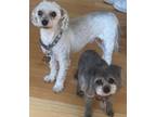 Adopt Sophie and Rocco - BONDED PAIR a Bichon Frise / Mixed Breed (Medium) dog