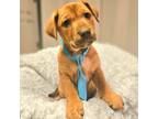 Adopt Maverick a Brown/Chocolate Mixed Breed (Medium) dog in Colorado Springs