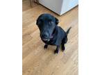 Adopt Gigi a Black Labrador Retriever / Mixed dog in San Diego, CA (41341429)