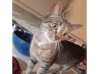 Adopt TUNA a Gray or Blue Domestic Shorthair / Domestic Shorthair / Mixed cat in