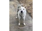 Adopt Mowgli a Tan/Yellow/Fawn Husky / Mixed dog in Thunder Bay, ON (41346386)