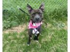 Adopt Precious a Brown/Chocolate American Pit Bull Terrier / Mixed Breed