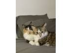 Adopt Moomoo and Mimine a Calico or Dilute Calico Domestic Mediumhair / Mixed