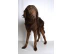 Adopt Liam a Brown/Chocolate Poodle (Standard) / Irish Setter dog in Jefferson