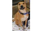 Adopt Brie KA a Red/Golden/Orange/Chestnut - with White German Shepherd Dog /