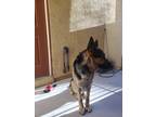 Adopt Alfy a Black - with Tan, Yellow or Fawn German Shepherd Dog / Mixed dog in