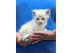 Adopt Storm a White (Mostly) Siamese (medium coat) cat in Parsons, KS (41346606)