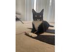 Adopt Lexi a Black & White or Tuxedo American Shorthair / Mixed (short coat) cat