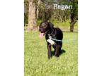 Adopt Hagan a Black Treeing Walker Coonhound / Mixed dog in MEXICO