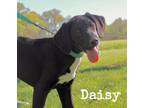 Adopt Daisy 2 a Black Treeing Walker Coonhound / Mixed dog in MEXICO