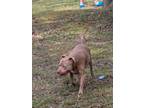 Adopt King a Tan/Yellow/Fawn American Pit Bull Terrier / Mixed dog in