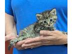 Adopt Sage a Brown Tabby Domestic Mediumhair (medium coat) cat in Parsons