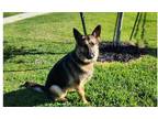 Adopt Bonnie Allen a Tan/Yellow/Fawn - with Black German Shepherd Dog dog in