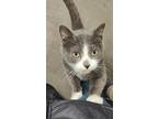 Adopt Rosie a Gray or Blue (Mostly) Domestic Shorthair / Mixed (short coat) cat